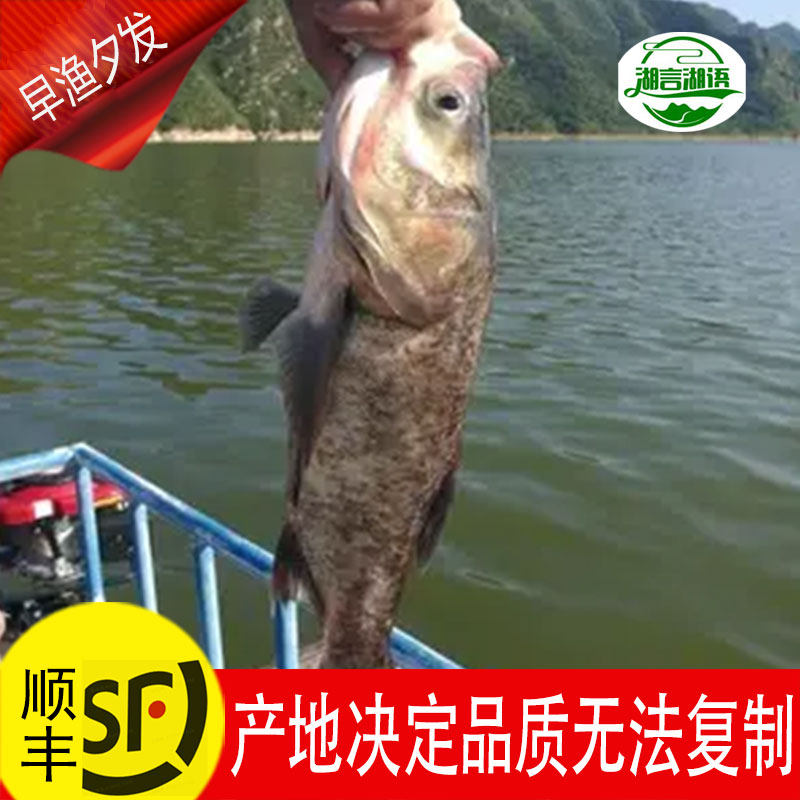 鲢鳙胖头鱼活鳙鱼花鲢鲜活大头鱼