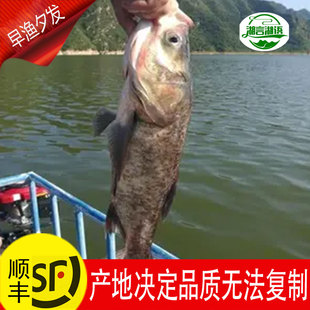 胖头鱼活鳙鱼花鲢鲜活大头鱼新鲜鲢鱼黑鲢活鱼正宗淡水乌链包头鱼