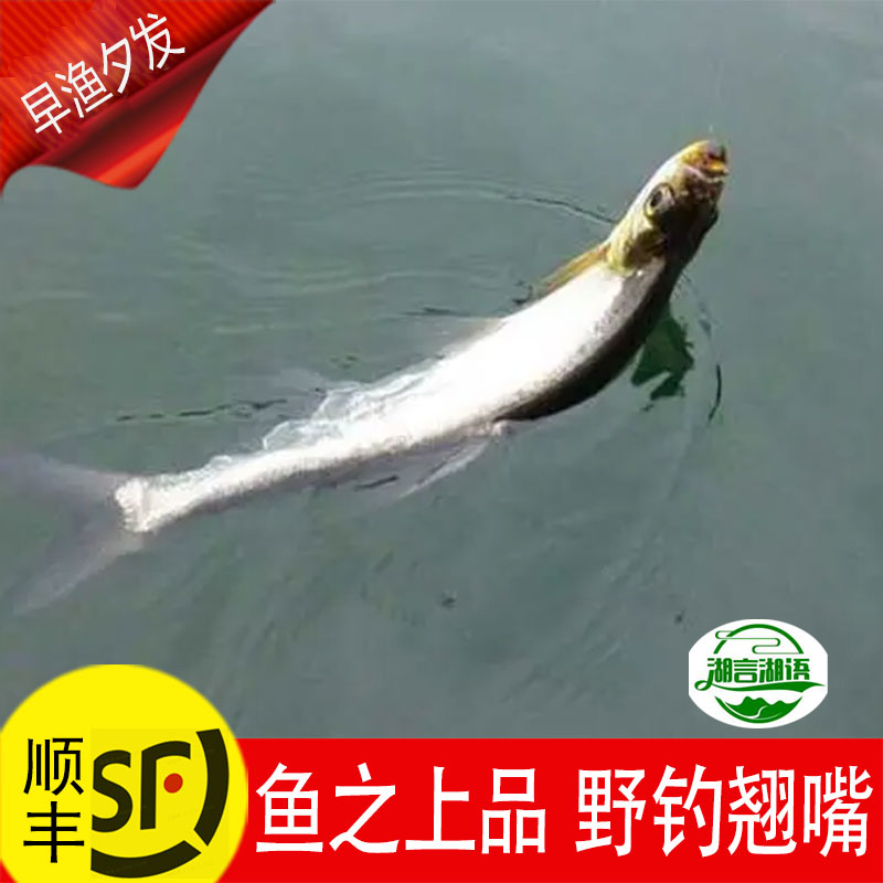 野钓淡水噘嘴撅嘴鲢大小翘嘴红鲌