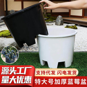 特大号蓝莓塑料花盆圆形青山侧排孔控根盆加厚绿植花卉呼吸种植盆