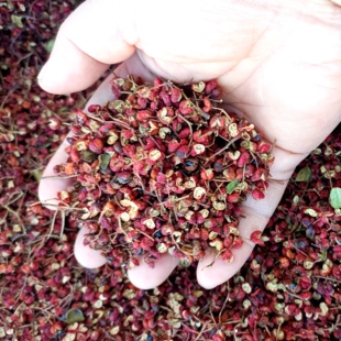 山西长治平顺大红袍梅花椒型特香特麻产地调味品食用红花椒调料