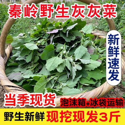 新鲜野生灰灰菜现货应季现摘现发秦岭农家野菜藜菜时令蔬菜野菜