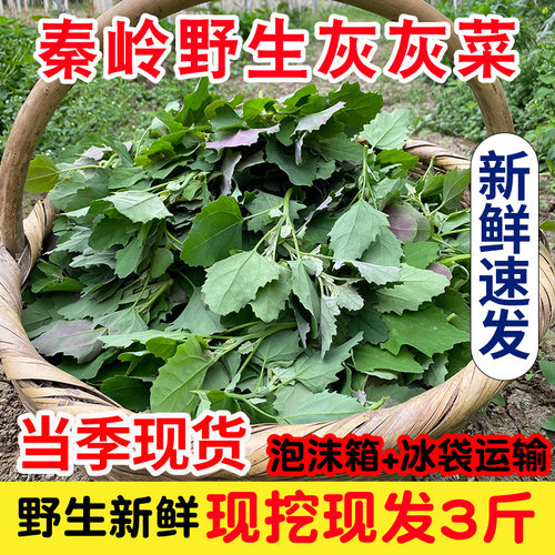 新鲜灰灰菜秦岭野生现挖现发包邮