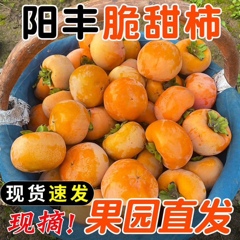 陕西阳丰脆甜柿子整箱巧克力脆柿子装新鲜水果当季黄甜硬柿子大果