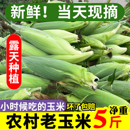 【传统老式玉米】农家老式笨玉米新鲜现摘带皮苞米棒子非甜非糯