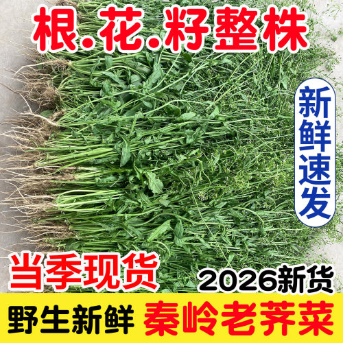 秦岭野生新鲜老荠菜现发带根花籽