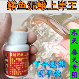 冬春季 节逮鳝鱼专用上岸王一瓶管一亩下午撒药清早收操作简单