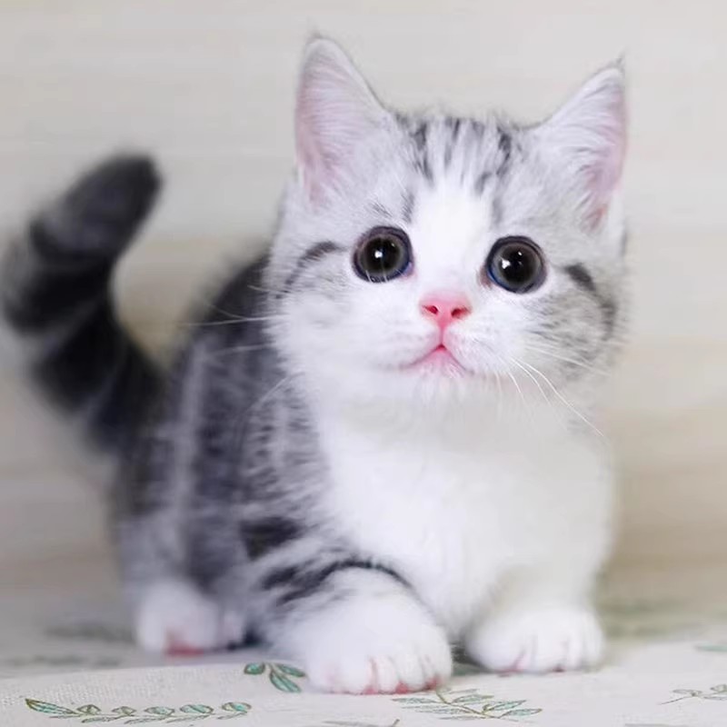 纯种美短猫幼猫虎斑猫活体矮脚猫折耳小猫活物宠物猫咪加白起司猫