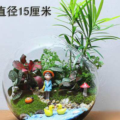 包邮 微景观 生态瓶  苔藓瓶创意绿植 植物微景观 苔藓生态瓶