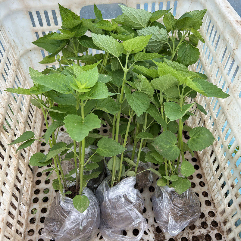 河南藿香苗带土老品种盆栽可食用小苗新鲜大茴香苗猫把蒿鱼香菜苗