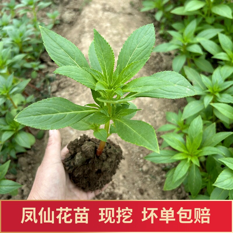 凤仙花花苗盆栽小苗桃红指甲草指甲花苗植物小学生儿童种植观察苗