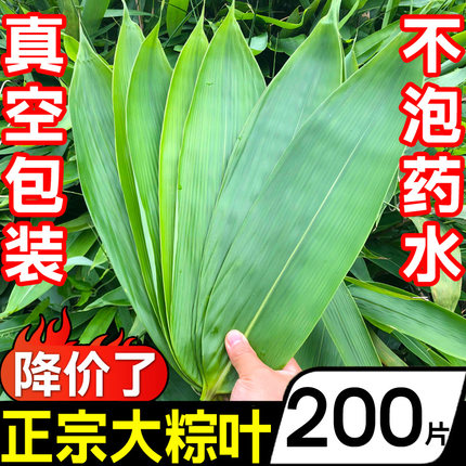 特大粽子叶粽叶100片200片新鲜新叶宽棕叶干包粽子叶子批发端午节