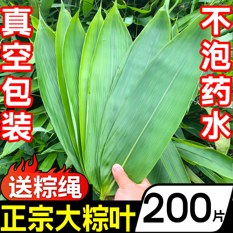 特大粽子叶粽叶100片200片新鲜新叶宽棕叶干包粽子叶子批发端午节 水产肉类/新鲜蔬果/熟食 莼菜 原图主图