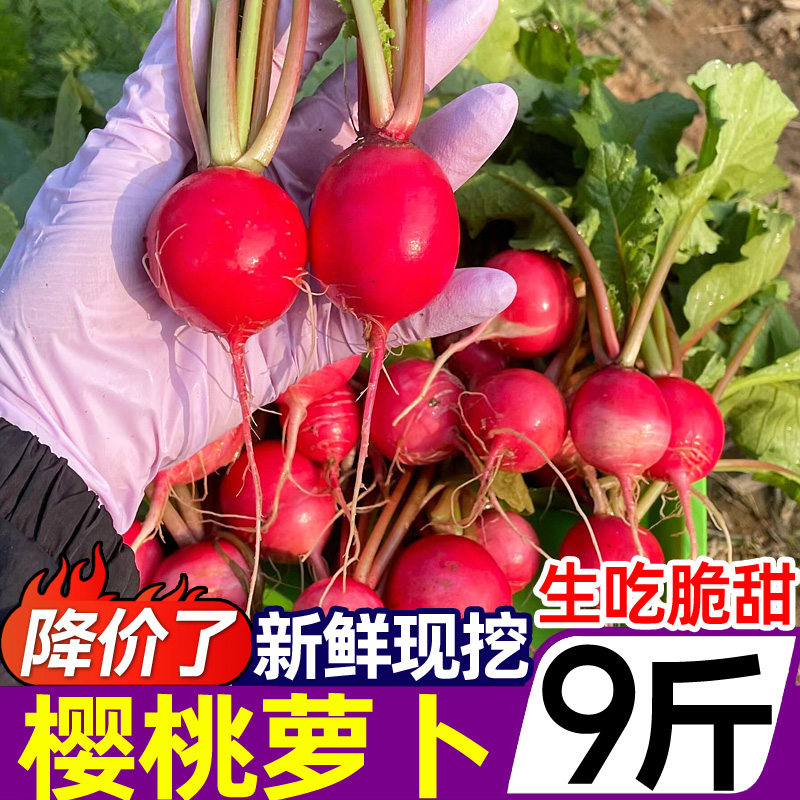 新鲜樱桃小萝卜9斤迷你小红萝卜水果圆萝卜生吃新鲜蔬菜沙拉食材