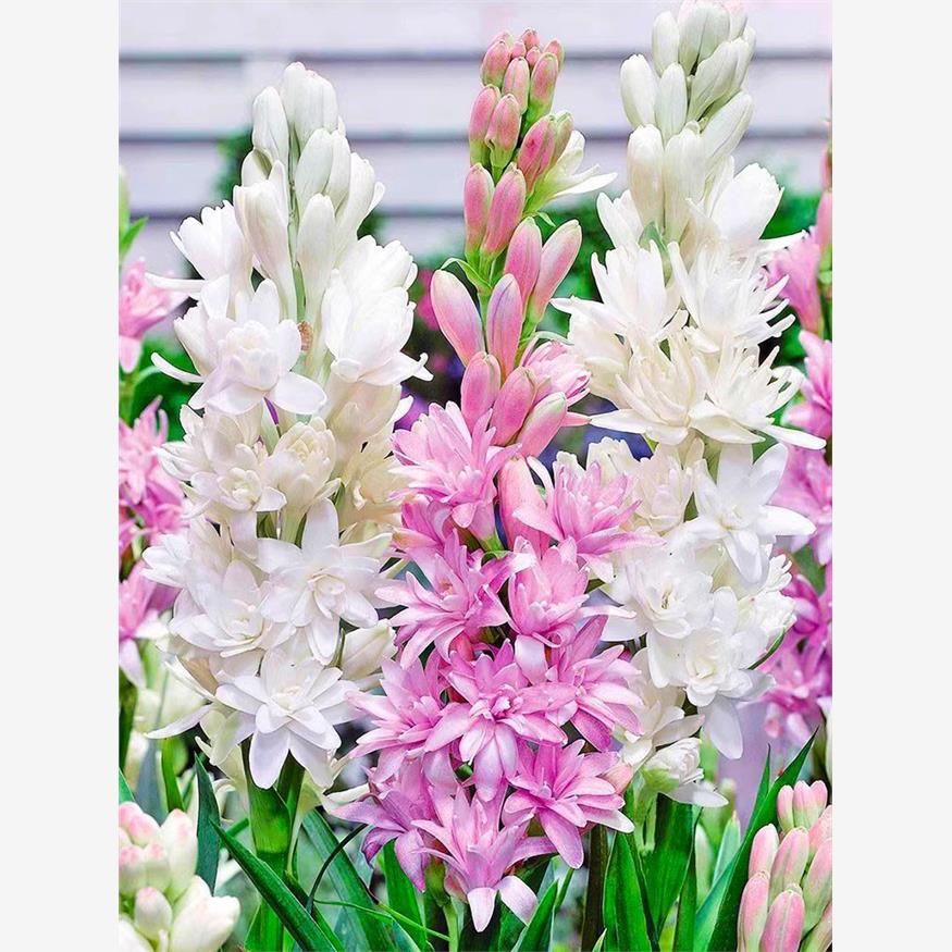 晚香玉种球重瓣大花球根