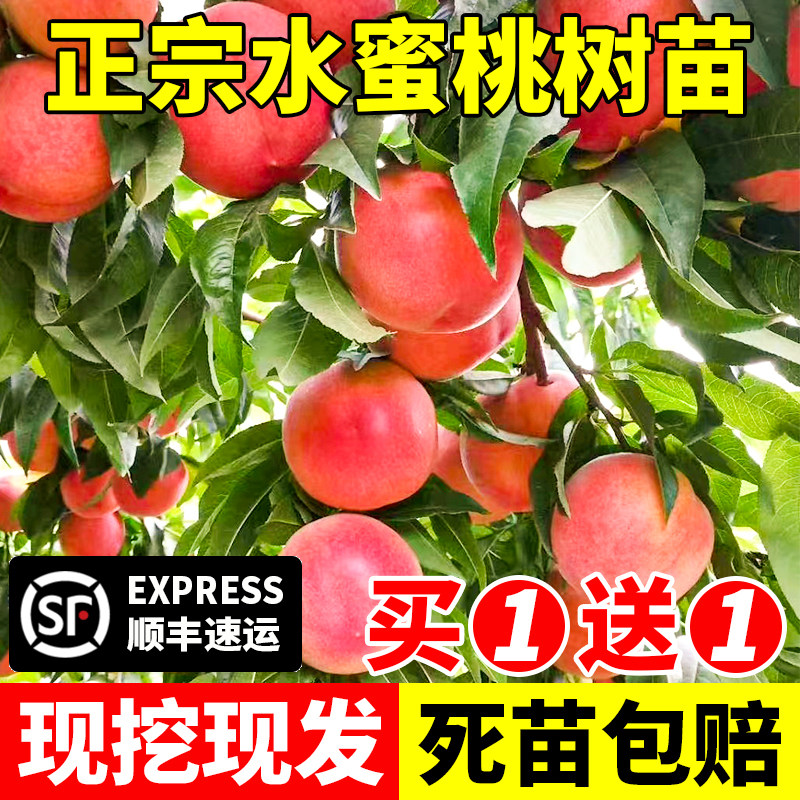 早熟水蜜桃树苗嫁接黄苖