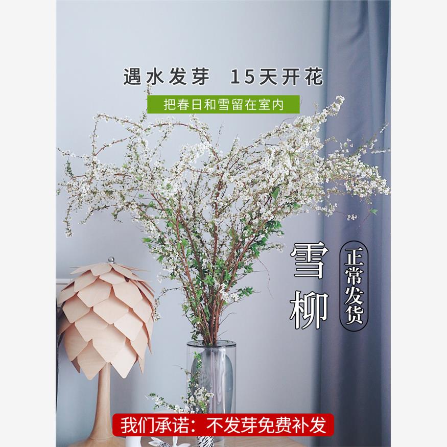 雪柳鲜枝水培干枝支珍珠