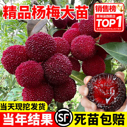 东魁杨梅树树苗特大南方