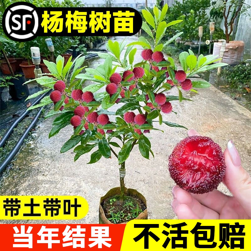 东魁杨梅树树苗嫁接黑炭
