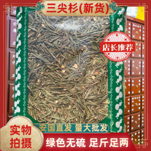 正品三尖杉中药材藏杉桃松狗尾松三尖松包邮安国中药材批发市场