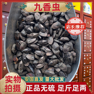 正品九香虫中药材打屁虫屁巴虫无硫包邮安国中药材批发市场大全