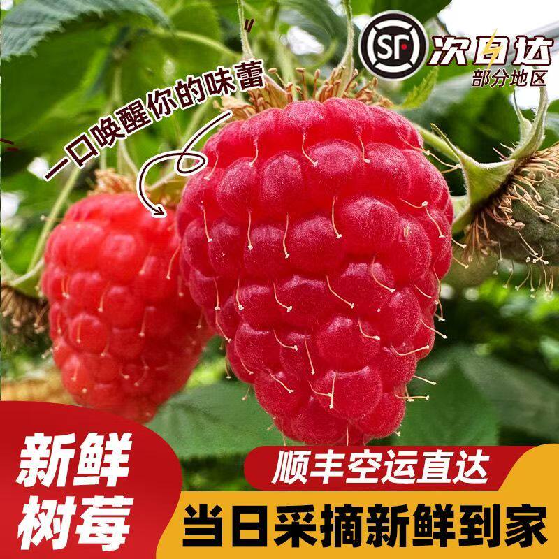云南新鲜红树莓鲜果现摘当季覆盆子应季水果树梅商用蛋糕装饰整箱