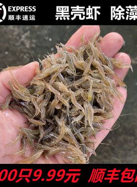 黑壳虾除藻清洁草虾观赏虾超大号淡水虾活体龟饲料活虾鲜活樱花虾