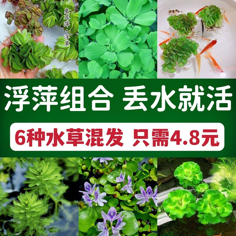 鱼缸浮萍水草无土活体水培水生植水草