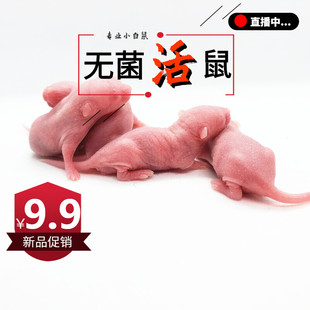活体乳鼠无菌小白鼠玉米食物猪鼻饲料守宫猫粮不包活红皮粉皮耗子