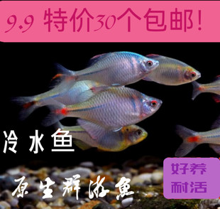 高体鳑鲏好养耐活耐寒原生冷水鱼活泼小扁鱼儿