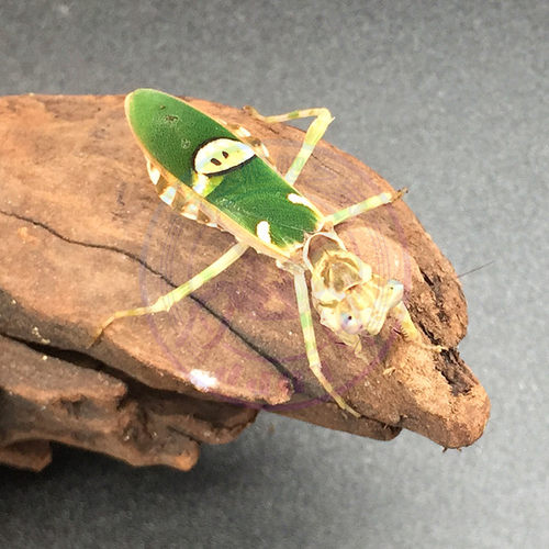 眼斑螳螂宠物昆虫螳螂活体摄影昆虫异宠幽灵刺花魔花广斧大刀螳螂