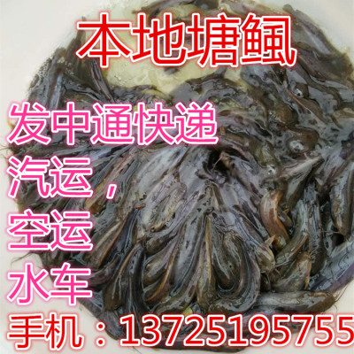 本地塘鲺鱼苗塘角鱼土塘鲺鱼胡子鲶鱼易活塘虱淡水养殖食用鱼活体