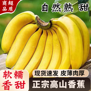 广西高山香蕉甜糯新鲜水果威廉斯绿皮香蕉大芭蕉小米蕉整箱批发