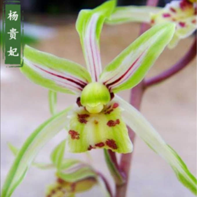 当年开花自然老种寒兰【杨贵妃】兰花苗阳台浓香花卉绿植盆栽包邮