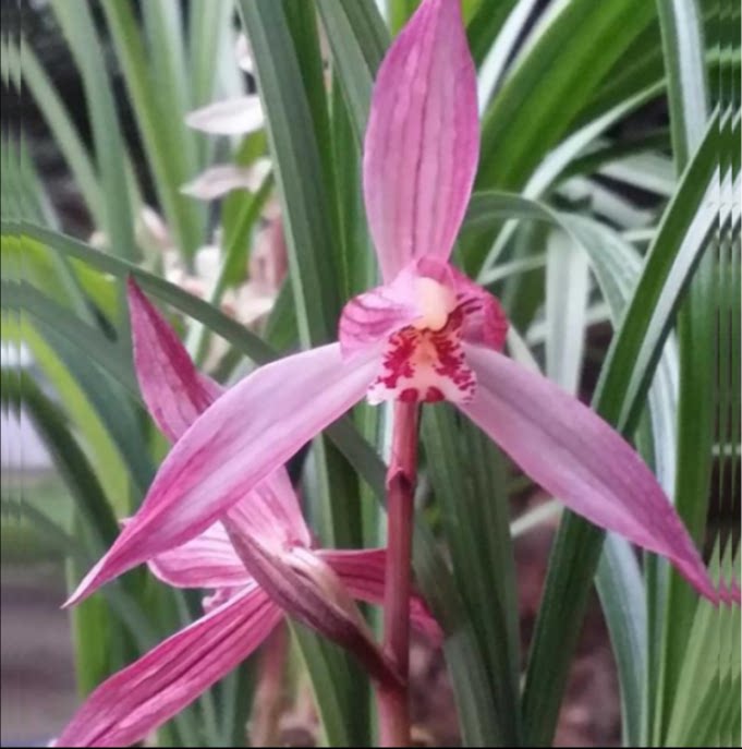 当年开花自然老种春剑【中国红】兰花苗阳台浓香花卉绿植盆栽包邮