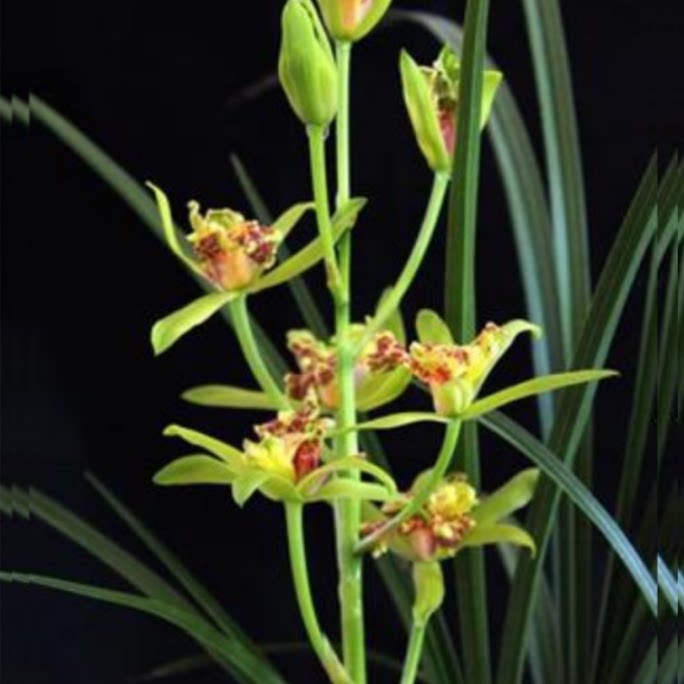 当年开花老种蕙兰【玉祥牡丹】兰花苗阳台浓香花卉绿植盆栽包邮