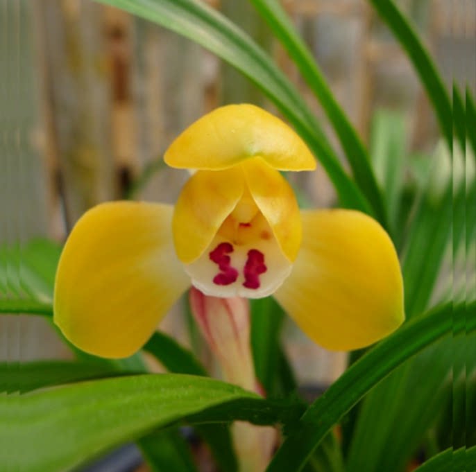 当年开花老种春兰【富贵之光】兰花苗阳台浓香花卉绿植盆栽包邮