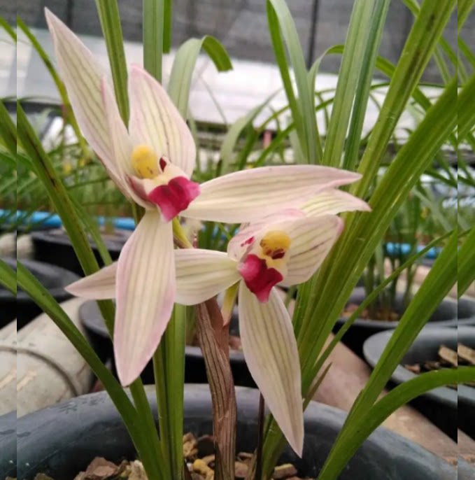 当年开花老种莲瓣兰【小龙女】兰花苗阳台浓香花卉绿植盆栽包邮