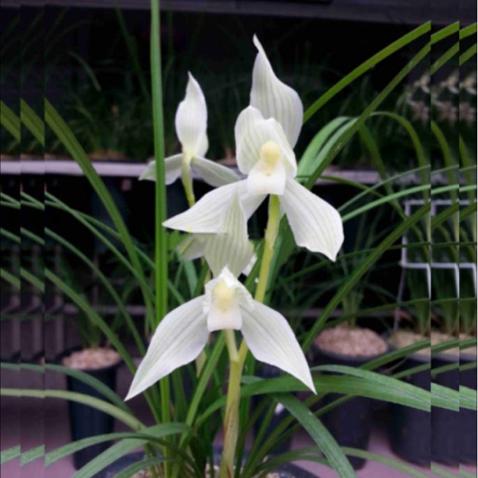 当年开花老种莲瓣兰【冰美人】兰花苗阳台浓香花卉绿植盆栽包邮