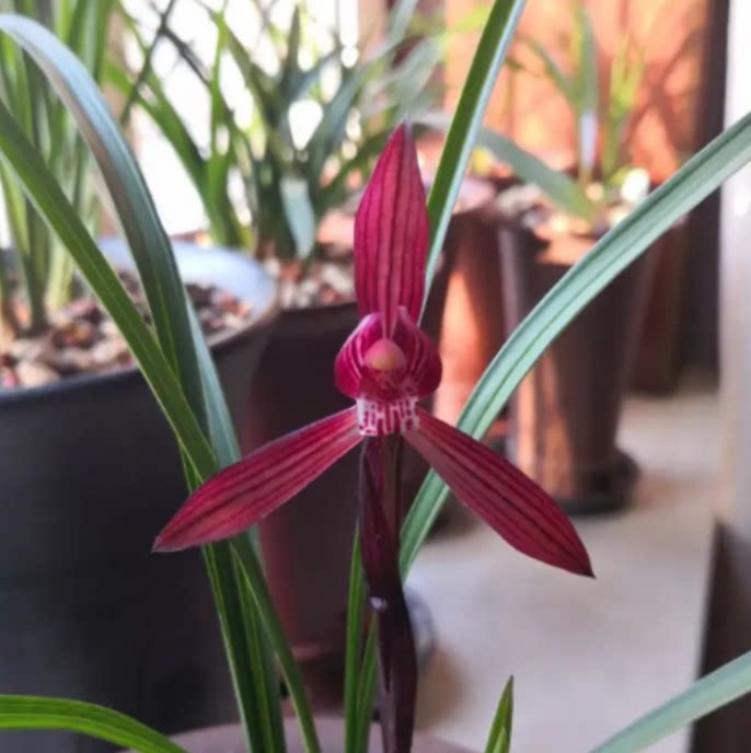 当年开花老种春兰【板桥遗墨】兰花苗阳台浓香花卉绿植盆栽包邮
