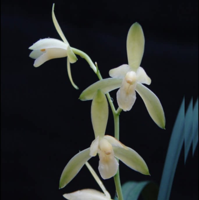 当年开花老种建兰【翠衣仙子】兰花苗阳台浓香花卉绿植盆栽包邮