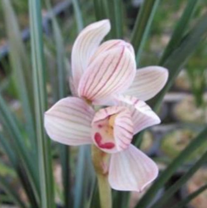 当年开花老种莲瓣兰【出水芙蓉】兰花苗阳台浓香花卉绿植盆栽包邮