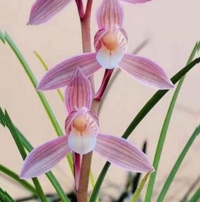 当年开花老种莲瓣兰【人面桃花】兰花苗阳台浓香花卉绿植盆栽包邮