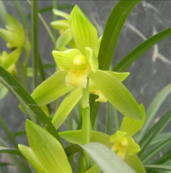 当年开花老种春剑【西蜀道光】兰花苗阳台浓香花卉绿植盆栽包邮