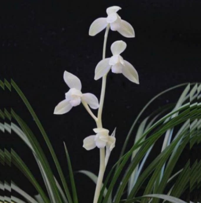 当年开花自然老种莲瓣兰【雪人】兰花苗阳台浓香花卉绿植盆栽包邮