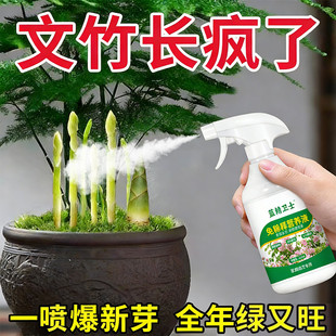 猛爆芽】新款文竹营养液专用肥催嫩芽促绿叶专治发黄干尖枯瘦烂根