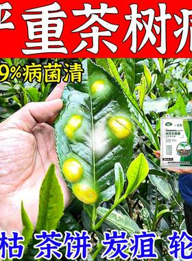 茶叶病全治茶树病专用药黄叶病