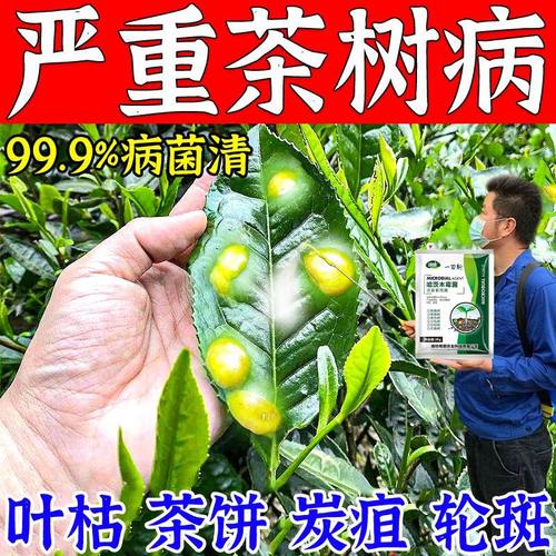 茶叶病全治茶树病专用药黄叶病