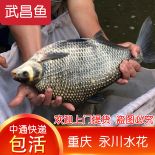 重庆发货淡水鳊鱼苗武昌鱼苗三角鲂鱼团头鲂三角边活体沙边鱼养殖
