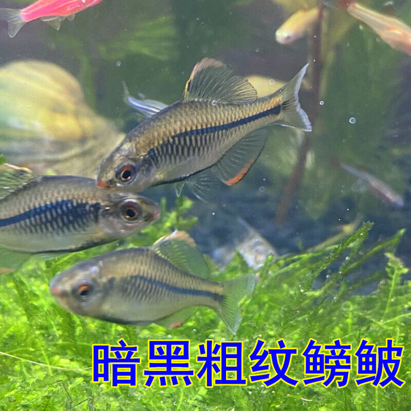 冷水原生鱼虾虎清道夫棒花鱼济南鳑鲏暗黑粗纹鳑鲏观赏鱼淡水宠物